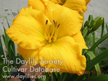 Daylily Bendigo Beauty